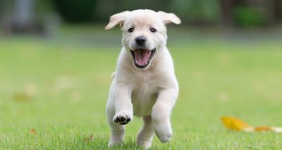 Puppies needed for Dogs Trust research